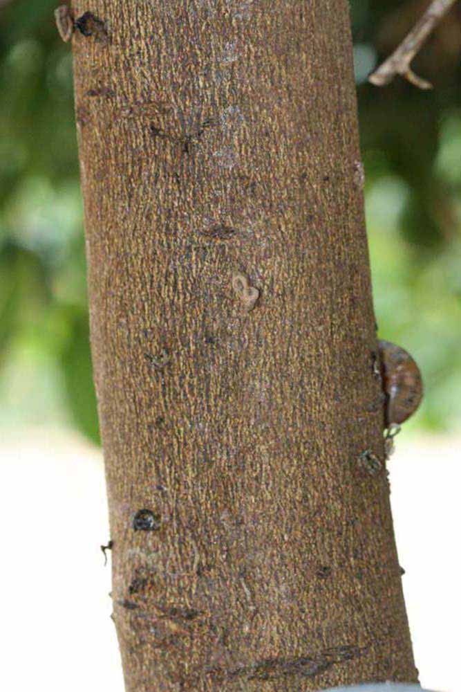           Bark (Riverside, CA)   